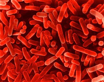 Legionellabacterie