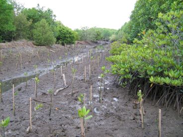 Mangrove