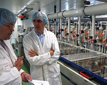 20090715-arnhem-helianthos