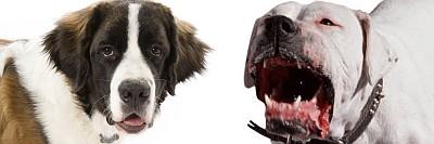 sint-bernard_pitbull_368